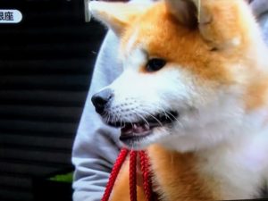秋田犬　マサル