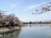 波志江沼環境ふれあい公園　浅間山　桜
