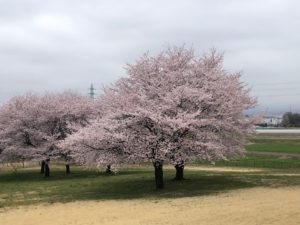 群馬　大室公園　桜