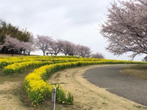 群馬　大室公園　桜　菜の花