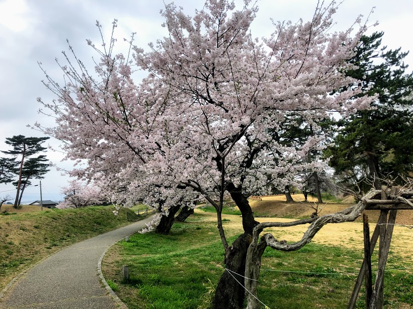 群馬　大室公園　桜